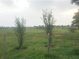 1 ha Land available in Denneoord