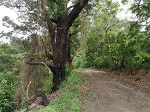 1476 m² Land available in Umzinto