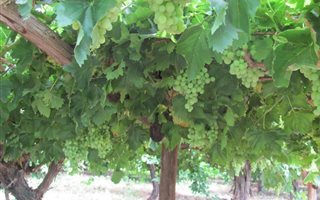 8.6 ha Farm in Louisvale