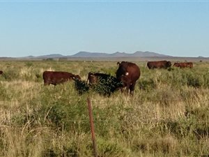 1514 ha Farm in Britstown