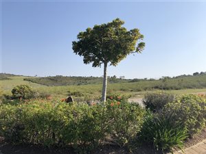 1365 m² Land available in Brackenridge