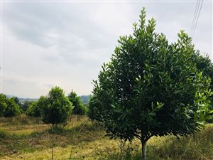 23 ha Farm in Nelspruit