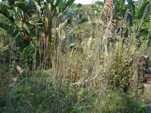 2161 m² Land available in Pumula