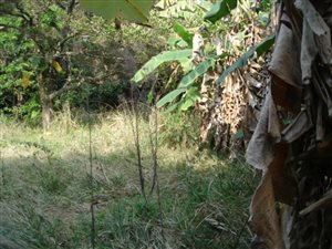 1713 m² Land available in Pumula
