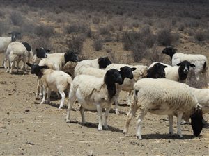 1580 ha Farm in Oudtshoorn