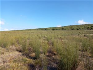 268 ha Farm in Riversdale