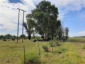 34.2 ha Farm in Schweizer Reyneke