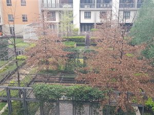 2 Bed Apartment in Melrose Arch