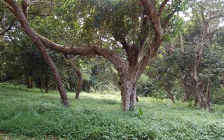 956 m² Land available in Palm Beach