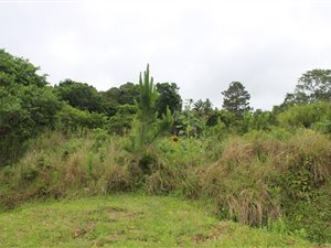 1813 m² Land available in Palm Beach