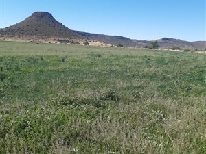 63.5 ha Farm in Koffiefontein