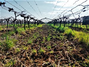 22 ha Farm in Keimoes