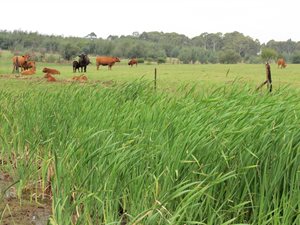 300.6 ha Farm in Machadodorp