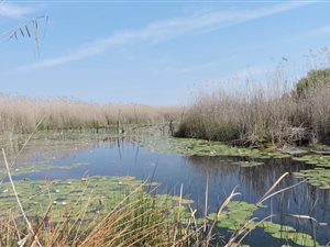 124.6 ha Farm in Zeerust