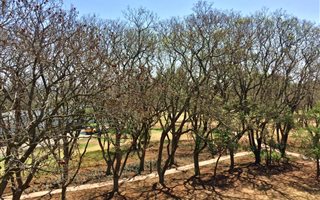 1 Bedroom Apartment in Jackal Creek Golf Estate