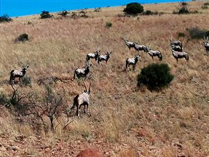 1133 ha Farm in Kuruman