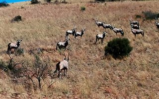 1133 ha Farm in Kuruman