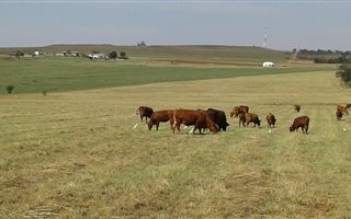 112 ha Farm in Magaliesburg