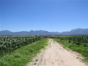 56 ha Farm in George Central