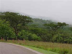 1.8 ha Land available in Wild Fig Estate