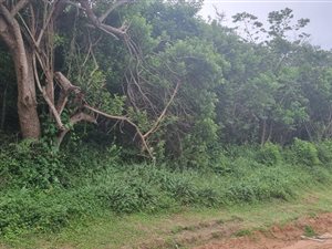 1000 m² Land available in Southport