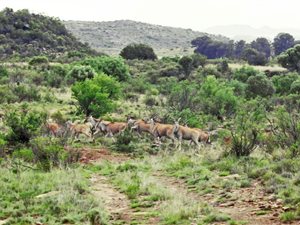 3462 ha Farm in Aliwal North