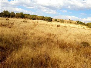 1.7 ha Land available in Bloemfontein