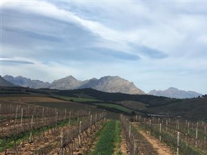 95.1 ha Farm in Stellenbosch Agricultural