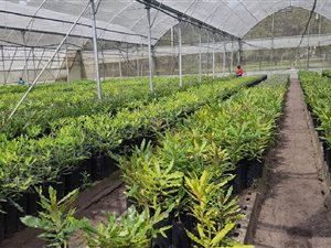7.6 ha Smallholding in St Lucia