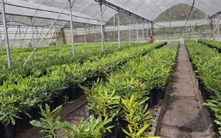 7.6 ha Smallholding in St Lucia