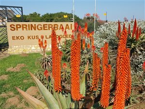 2684 m² Land available in Springerbaai Eco Estate