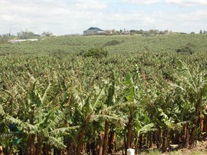 43 ha Farm in Uvongo