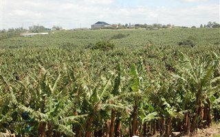 43 ha Farm in Uvongo