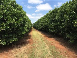 300 ha Farm in Buffelspoort