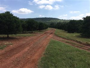 300 ha Farm in Buffelspoort