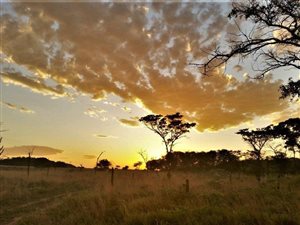 92 ha Farm in Modimole (Nylstroom)