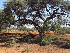 Game Farm in Kimberley