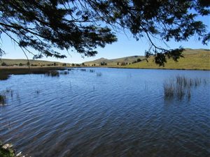 300 ha Farm in Dargle
