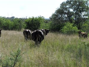 21 ha Farm in Barberton