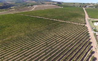 9.5 ha Farm in Stellenbosch Agricultural