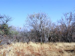 590 m² Land available in Bela-Bela (Warmbaths)