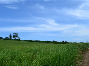 3 ha Farm in Ballito