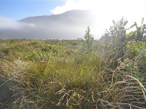 1100 m² Land available in Bettys Bay