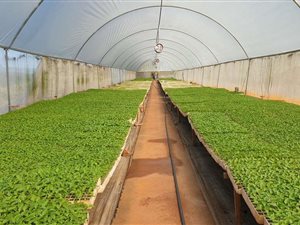 2.1 ha Farm in Tzaneen