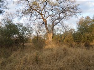 3.9 ha Land available in Marloth Park