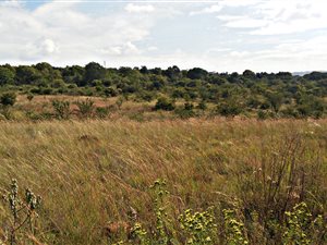 4.3 ha Land available in Tiegerpoort