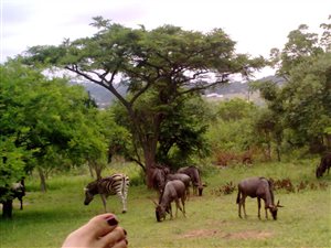 1100 m² Land available in Rocky Drift