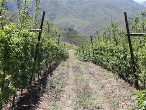 300 ha Farm in Robertson