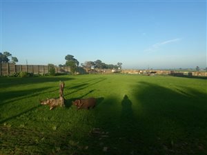32 ha Farm in Springs Central