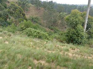 21.2 ha Land available in Bothas Hill